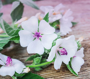 Books by Hanna Kroeger