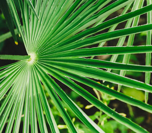 New Dimensions Tinctures